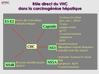 Rôle direct du VHC
        dans la carcinogénèse hépatique

                                   Transactivation
E1-E2 Stress du reticulum          (fos, myc, INFβ)
      endoplasmique                Trans-
                          Capside suppression
                                   (p53)
                                   Transformation
                                   Apoptose
                                   ROS
                                 Transformation
               CHC
                CHC          NS3 Phosphorylation histones
                                 Transduction du signal

                             Domaine transactivateur
                             PKR
     Réseau membranaire NS5A Apoptose; ROS
NS4B (Rafts)
                             Transformation
 