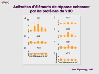 Activation d’éléments de réponse enhancer
          par les protéines du VHC




                               Kato, Hepatology, 2000
 