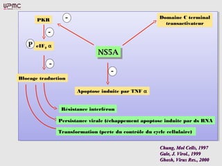 -                                     Domaine C terminal
       PKR
                                                          transactivateur
           -
   P   eIF2 α
          2
                                NS5A
                                NS5A
            -
                                     -
Blocage traduction

                       Apoptose induite par TNF α


                 Résistance interféron

                Persistance virale (échappement apoptose induite par ds RNA

                Transformation (perte du contrôle du cycle cellulaire)


                                                        Chung, Mol Cells, 1997
                                                        Gale, J. Virol., 1999
                                                        Ghosh, Virus Res., 2000
 