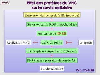 Effet des protéines du VHC
                sur la survie cellulaire
           Expression des genes du VHC (réplicon)

             Stress oxidatif / ROS (mitochondrie)

                    Activation de NF-kB

Réplication VHC        COX-2 / PGE2                 celecoxib

            PG récepteur couplé à une Protéine G

             PI-3 kinase / phosphorylation de Akt

                      Survie cellulaire         Waris, J Virol 2005
 
