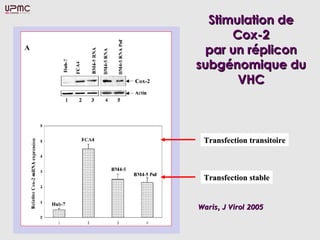 Stimulation de
      Cox-2
 par un réplicon
subgénomique du
       VHC



 Transfection transitoire



 Transfection stable


Waris, J Virol 2005
 