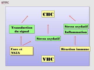 CHC

Transduction                      Stress oxydatif
  du signal                       Inflammation

               Stress oxydatif


Core et
Core et                          Réaction immune
NS5A
NS5A
                  VHC
 