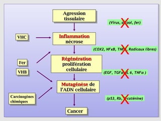 Agression
                 Agression

                                                X
                 tissulaire
                  tissulaire             (Virus, alcool, fer)



   VHC
   VHC
                Inflammation
                   nécrose


                 Régénération
                                                X
                                 (COX2, NFκ B, TNFa, Radicaux libres)


    Fer
     Fer         prolifération

                                                X
                   cellulaire
   VHB
   VHB                                (EGF, TGFα , IL 6, TNFα )


                 Mutagénèse de
                l’ADN cellulaire
Carcinogènes
 Carcinogènes
chimiques
 chimiques                                      X
                                        (p53, Rb, β -caténine)


                   Cancer
                   Cancer
 