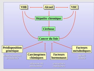VHB
             VHB                    Alcool
                                    Alcool            VHC
                                                      VHC



                          Hépatite chronique



                                Cirrhose


                            Cancer du foie


Prédisposition                                         Facteurs
  génétique                                           métaboliques
hémochromatose     Carcinogènes          Facteurs           obésité
  tyrosinémie       chimiques           hormonaux           diabète

                    aflatoxine B1        œstrogènes
                    nitrosamine          androgènes
 