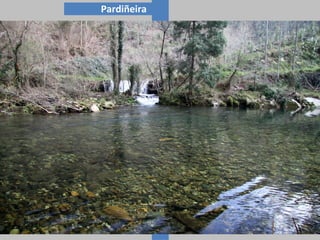 Pardiñeira
 