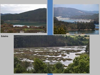 Esteiro
 