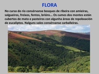 FLORA
No curso do río consérvanse bosques de ribeira con amieiras,
salgueiros, freixos, fentos, brións... Os cumes dos montes están
cubertos de mato e pasteiros con algunha áreas de repoboación
de eucaliptos. Nalguns vales consérvanse carballeiras.
 
