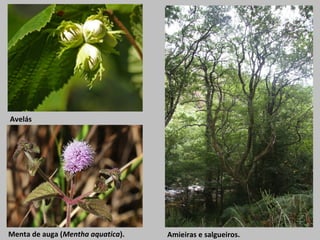 Menta de auga (Mentha aquatica).
Avelás
Amieiras e salgueiros.
 