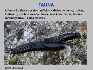 FAUNA
A fauna é a típica dos ríos (anfibios, cabalos do demo, troitas,
lontras...), dos bosques de ribeira (aves insectívoras, lesmas,
saramagantas...) e dos esteiros.
Lesma (Arion ater)
 