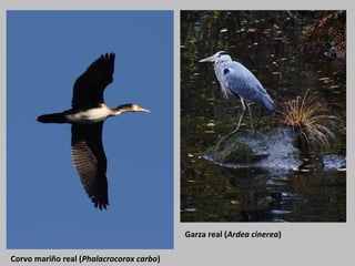 Garza real (Ardea cinerea)
Corvo mariño real (Phalacrocorax carbo)
 
