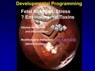 Developmental Programming
Altered cell number
and differentiation
Modified gene expression
altered function
Fetal Nutrition, Stress
? Environmental Toxins
 