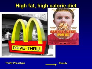 High fat, high calorie diet
Thrifty Phenotype Obesity
 
