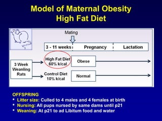Model of Maternal Obesity
High Fat Diet
OFFSPRING
• Litter size: Culled to 4 males and 4 females at birth
• Nursing: All pups nursed by same dams until p21
• Weaning: At p21 to ad Libitum food and water
 