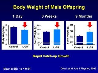 Body Weight of Male Offspring
1 Day 3 Weeks 9 Months
Mean ± SE; * p < 0.01 Desai et al, Am J Physiol, 2005
Control FR
BodyWeight(g)
0
2
4
6
8
*
Control FR/AdLib
BodyWeight(g)
0
20
30
40
50
60
*
Control FR/AdLib
BodyWeight(g)
0
500
600
700
800
*
Rapid Catch-up Growth
Control IUGR Control IUGR Control IUGR
 
