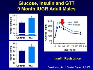 Glucose, Insulin and GTT
9 Month IUGR Adult Males
Time (mins)
0 30 60 90 120 150 180 210Glucose(mg/dl)
0
80
120
160
200
240
*
* *
*
*
*
Control
FR/AdLib
Desai et al, Am J Obstet Gynecol, 2007
Insulin Resistance
Control FR/AdLib
Glucose(mg/dl)
0
80
90
100
110
120
*
Control FR/AdLib
Insulin(ng/ml)
0.0
0.2
0.4
0.6
0.8
1.0
*
Control IUGR
Control IUGR
IUGR
 