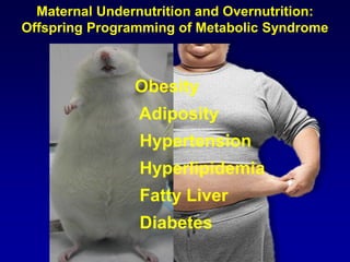 Maternal Undernutrition and Overnutrition:
Offspring Programming of Metabolic Syndrome
Obesity
Adiposity
Hypertension
Hyperlipidemia
Fatty Liver
Diabetes
 