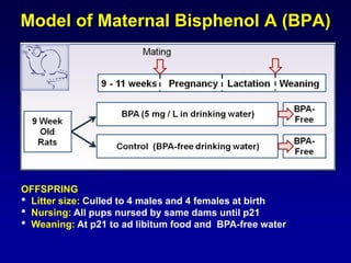 Model of Maternal Bisphenol A (BPA)
OFFSPRING
• Litter size: Culled to 4 males and 4 females at birth
• Nursing: All pups nursed by same dams until p21
• Weaning: At p21 to ad libitum food and BPA-free water
 