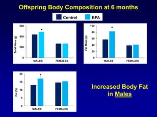 Offspring Body Composition at 6 months
0
20
40
60
80
100
MALES FEMALES
FatMass(g)
0
200
400
600
MALES FEMALES
TotalMass(g)
0
5
10
15
20
MALES FEMALES
Fat(%)
*
*
Increased Body Fat
in Males
*
Control BPA
 
