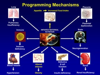 Programming Mechanisms
Appetite Increased Food Intake
IMPAIRED MATERNAL
NUTRITION
Altered
adipose
Obesity
Defective
β cell
function
Insulin deficiency
Renal
Renal InsufficiencyHypertension
Blood vessels
Lung
Pulmonary
Insufficiency
Placenta
Placental
Dysfunction
Immune
Immune
Deficiency
Brain
Neurogeneration
 