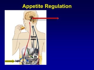 PVN
ARC POMC
NPY
Appetite Regulation
 