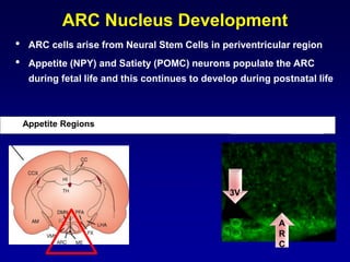 ARC Nucleus Development
• ARC cells arise from Neural Stem Cells in periventricular region
• Appetite (NPY) and Satiety (POMC) neurons populate the ARC
during fetal life and this continues to develop during postnatal life
Appetite Regions Neural Stem Cells
3V
A
R
C
 