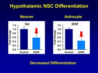 Hypothalamic NSC Differentiation
Neuron Astrocyte
Decreased Differentiation
Control IUGR
FoldChange
0.0
0.2
0.4
0.6
0.8
1.0
1.2
*
Tuj1
Control IUGR
FoldChange
0.0
0.2
0.4
0.6
0.8
1.0
1.2
*
GFAP
 