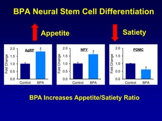 BPA Neural Stem Cell Differentiation
Control BPA
FoldChange
0.0
0.5
1.0
1.5
2.0 *AgRP
Control BPA
FoldChange
0.0
0.5
1.0
1.5
2.0
*
NPY
Control BPA
FoldChange
0.0
0.5
1.0
1.5
2.0
*
POMC
BPA Increases Appetite/Satiety Ratio
Appetite Satiety
 