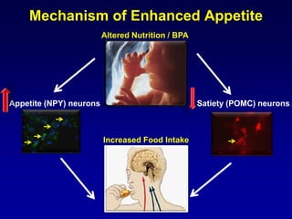 Mechanism of Enhanced Appetite
Appetite (NPY) neurons Satiety (POMC) neurons
Increased Food Intake
Altered Nutrition / BPA
 