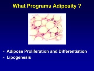 What Programs Adiposity ?
• Adipose Proliferation and Differentiation
• Lipogenesis
 