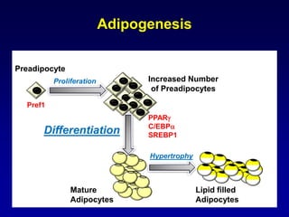 Adipogenesis
Preadipocyte
Mature
Adipocytes
Differentiation
Increased Number
of Preadipocytes
Proliferation
Hypertrophy
Lipid filled
Adipocytes
Pref1
PPARg
C/EBPa
SREBP1
 