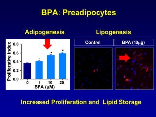 BPA: Preadipocytes
Control BPA (10g)
BPA (M)
ProliferativeIndex
0.0
0.2
0.4
0.6
0.8
0 1 10 20
*
* *
Adipogenesis Lipogenesis
Increased Proliferation and Lipid Storage
 