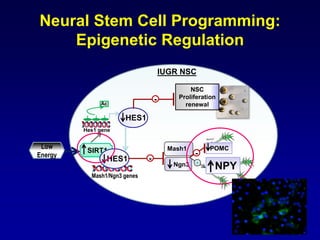 IUGR NSC
HES1
SIRT1 Mash1
-
HES1
Ngn3
Low
Energy
Hes1 gene
Ac
Mash1/Ngn3 genes
POMC
NPY
-
-
+
NSC
Proliferation
renewal
Neural Stem Cell Programming:
Epigenetic Regulation
 
