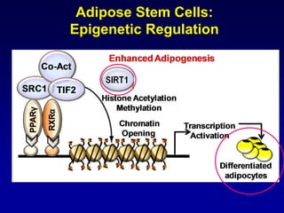 Adipose Stem Cells:
Epigenetic Regulation
 