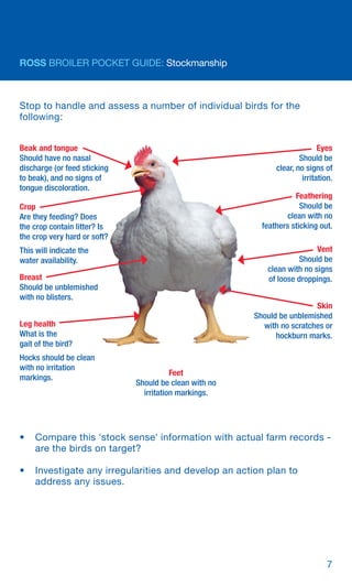 Ross broiler-pocket-guide-2020-en | PDF
