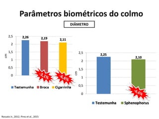 Parâmetros biométricos do colmo
DIÂMETRO
2,26 2,19 2,11
0
0,5
1
1,5
2
2,5
cm
2,25
2,10
0
0,5
1
1,5
2
2,5
cm
Rossato Jr., 2012; Pires et al., 2015
 