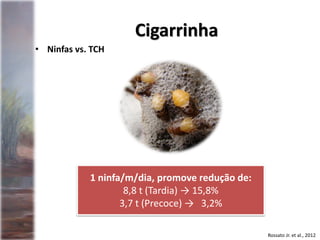 • Ninfas vs. TCH
Rossato Jr. et al., 2012
1 ninfa/m/dia, promove redução de:
8,8 t (Tardia) → 15,8%
3,7 t (Precoce) → 3,2%
Cigarrinha
 