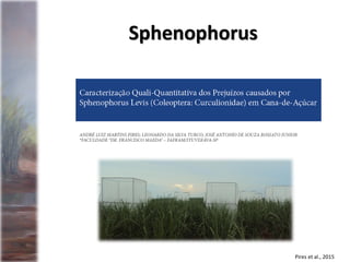 Pires et al., 2015
Sphenophorus
 