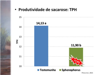 14,13 a
11,90 b
10
11
12
13
14
15TPH
• Produtividade de sacarose: TPH
Pires et al., 2015
 