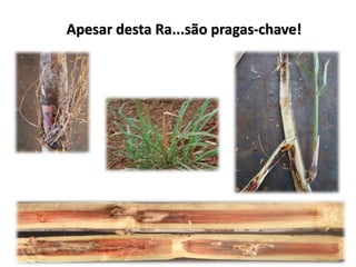 Apesar desta Ra...são pragas-chave!
 