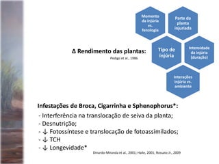 - Interferência na translocação de seiva da planta;
- Desnutrição;
- ↓ Fotossíntese e translocação de fotoassimilados;
- ↓ TCH
- ↓ Longevidade*
∆ Rendimento das plantas:
Parte da
planta
injuriada
Momento
da injúria
vs.
fenologia
Tipo de
injúria
Intensidade
da injúria
(duração)
Interações
injúria vs.
ambiente
Dinardo-Miranda et al., 2001; Haile, 2001; Rossato Jr., 2009
Pedigo et al., 1986
Infestações de Broca, Cigarrinha e Sphenophorus*:
 