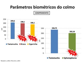 COMPRIMENTO
209,6 198,1
186,1
0
50
100
150
200
250
cm
Parâmetros biométricos do colmo
236,75
202,18
0
50
100
150
200
250
cm
Rossato Jr., 2012; Pires et al., 2015
 