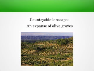 Countryside lanscape:
An expanse of olive groves
 