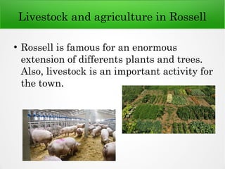 Livestock and agriculture in Rossell
●
Rossell is famous for an enormous
extension of differents plants and trees.
Also, livestock is an important activity for
the town.
 