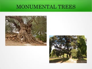 MONUMENTAL TREES
 