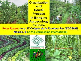 Organization 
and 
Social 
Process 
in Bringing 
Agroecology 
to Scale 
Peter Rosset, Ph.D., El Colegio de la Frontera Sur (ECOSUR), 
Mexico, & La Vía Campesina International 
 