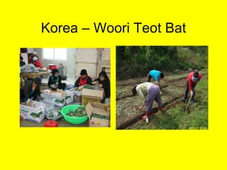 Korea – Woori Teot Bat 
 