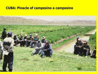 CUBA: Pinacle of campesino a campesino 
 