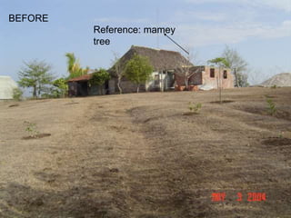 BEFORE 
Reference: mamey 
tree 
 