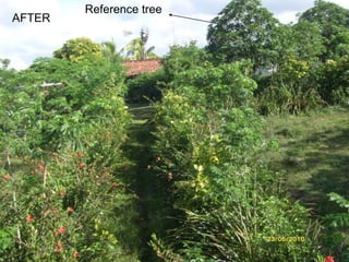 AFTER 
Reference tree 
 