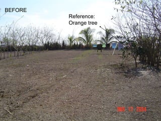 BEFORE 
Reference: 
Orange tree 
 